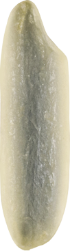 Riso parboiled lungo B tipo indica